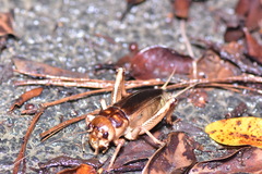 Tarbinskiellus portentosus
