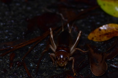 Tarbinskiellus portentosus