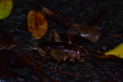 Tarbinskiellus portentosus