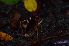Tarbinskiellus portentosus
