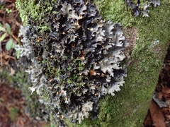 Pseudocyphellaria dissimilis