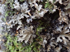 Pseudocyphellaria dissimilis
