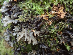 Pseudocyphellaria dissimilis