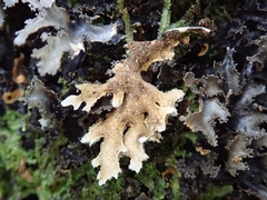 Pseudocyphellaria dissimilis