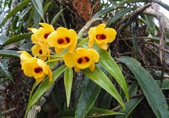 Dendrobium chrysanthum