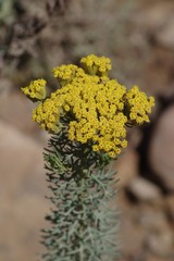 Athanasiinae