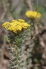 Athanasiinae
