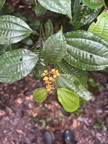 Miconia fosteri
