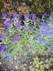 Caryopteris × clandonensis