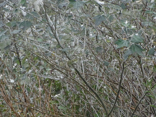 Yellow-browed Warbler, 9979 Eemshaven, Nederland, photo 4 of 10