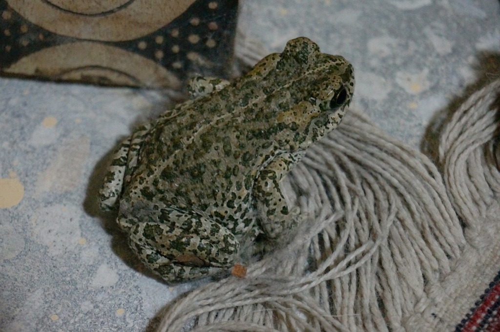 Batura Glacier Toad