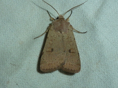 Xestia castanea