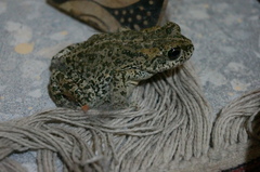 Bufotes baturae