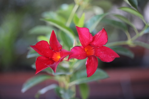 Mandevilla sanderi