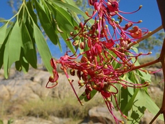 Grevillea heliosperma