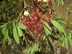 Grevillea heliosperma