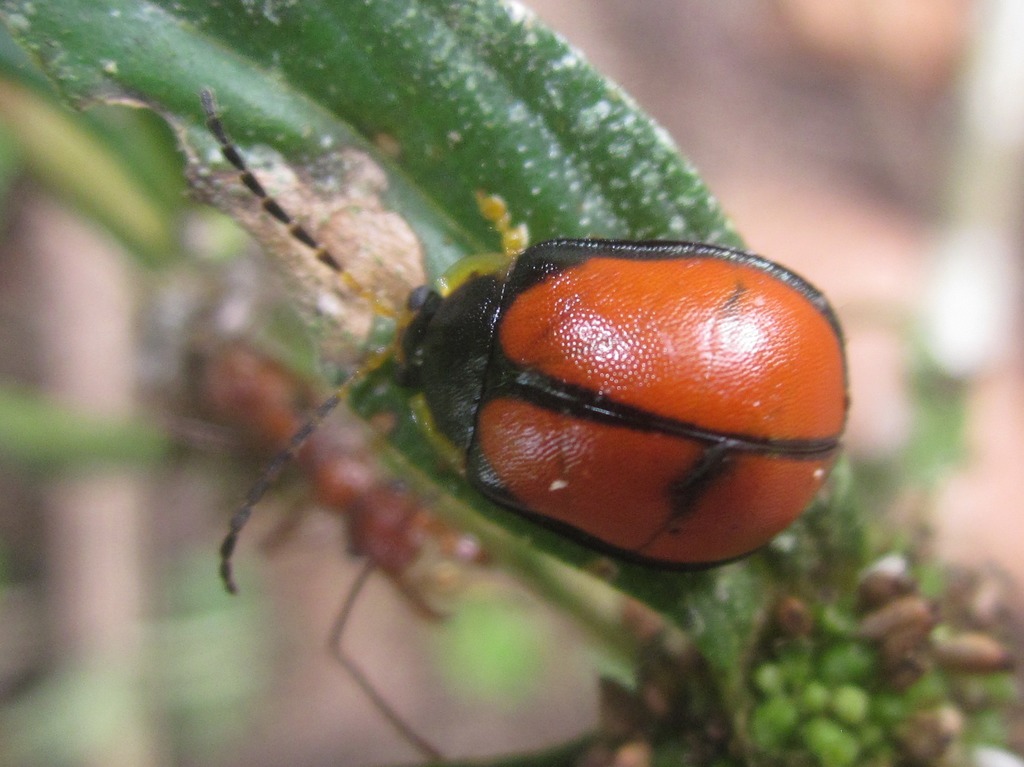 Paranaita opulenta