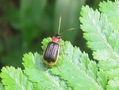 Paratriarius cognatus