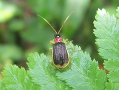 Paratriarius cognatus
