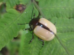 Leptinotarsa fulvipennis