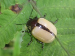 Leptinotarsa fulvipennis