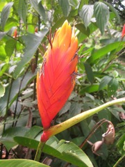 Heliconia episcopalis