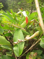 Heliconia episcopalis