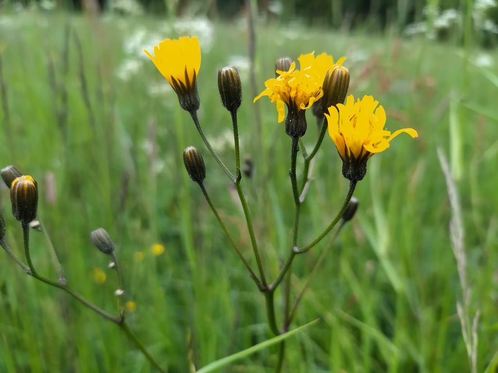 Crepis mollis; photograph (c) arthur_haendler, some rights reserved (CC BY)