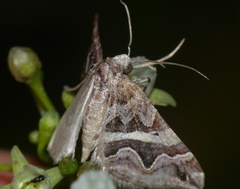 Haplolabida inaequata