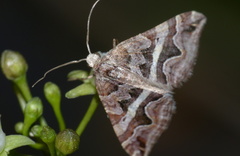 Haplolabida inaequata