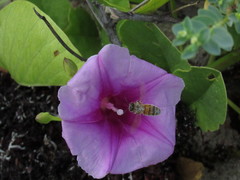 Apis mellifera