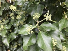 Hedera helix