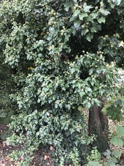 Hedera helix