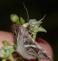 Haplolabida inaequata