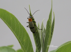 Chauliognathus nigrocinctus