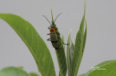 Chauliognathus nigrocinctus