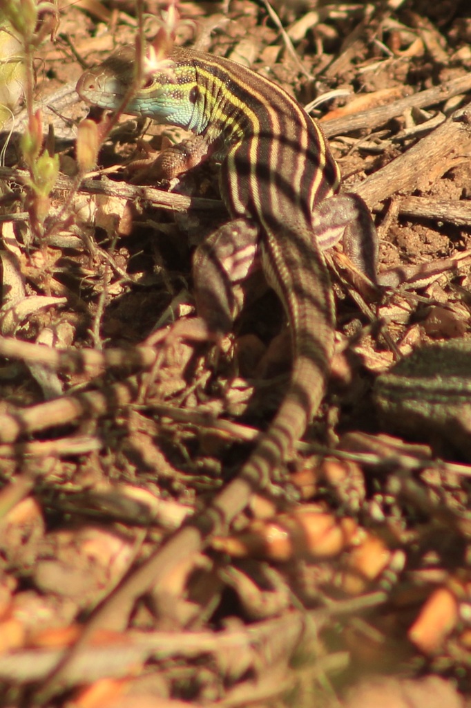 Prairie Racer Runner Lizard Prairie Racerunner from Denver Audubon Kingery Nature Center, 11280 ...