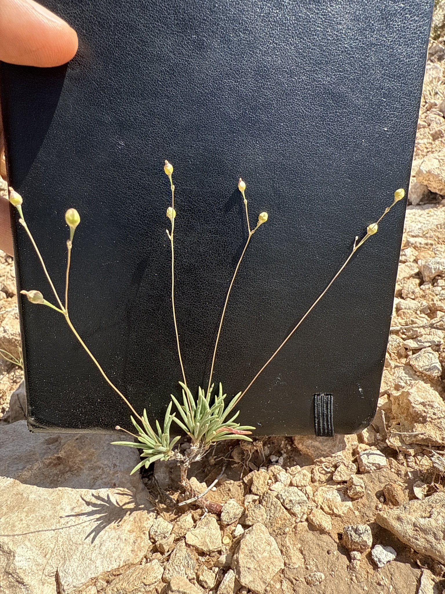 Phemeranthus longipes