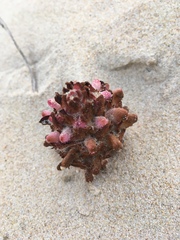 Hyobanche robusta