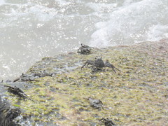 Grapsus grapsus