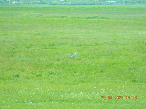 Little Egret