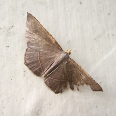 Plesiomorpha flaviceps