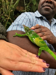 Kinyongia multituberculata