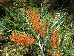 Grevillea pteridifolia