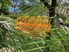 Grevillea pteridifolia