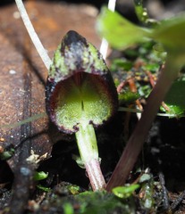 Corybas trilobus