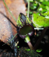 Corybas trilobus