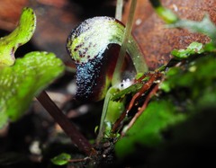 Corybas trilobus