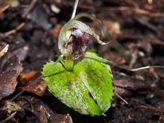 Corybas iridescens