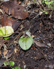 Corybas iridescens